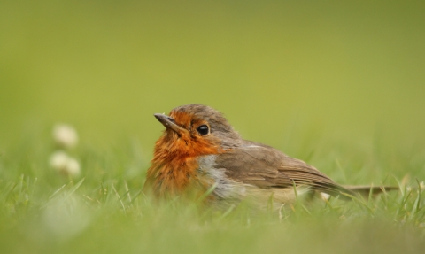 A robin resting on grass beside wildflowers