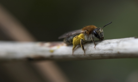 An early mining bee with pollen baskets sitting on a twig