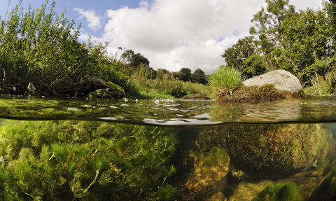 Above and below the surface of a garden pond