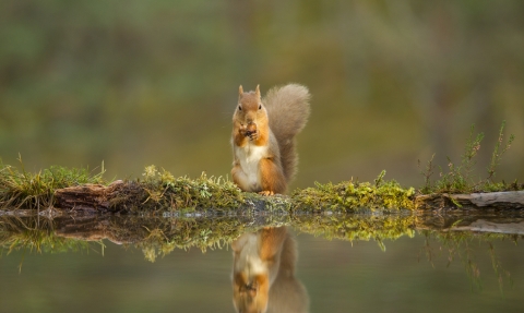 A red squirrel eating an acorn by a pool