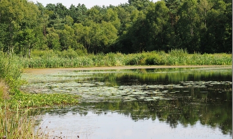 A lake at Mere Sands Wood on a peaceful sunny day