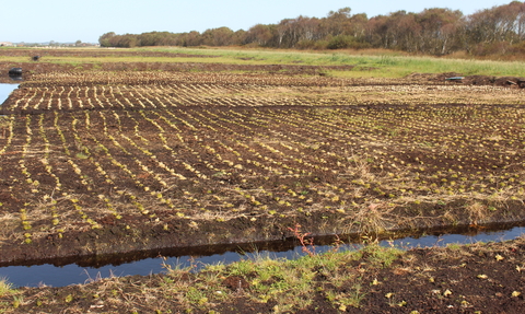 Thousands of plugs of green sphagnum moss planted in rows