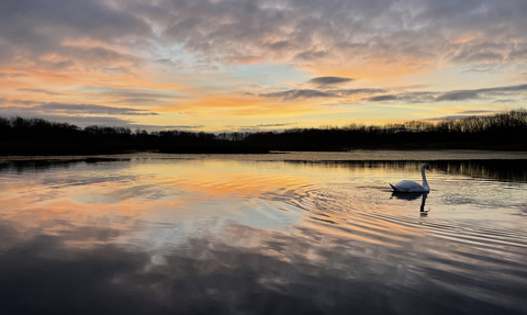 Brockholes