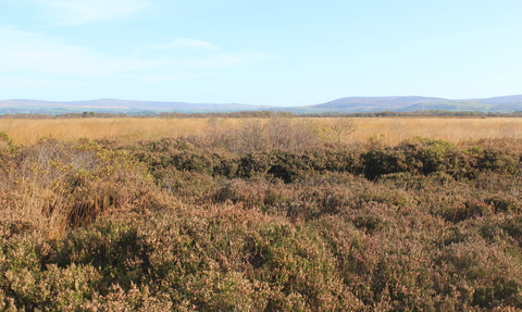 Peatland habitat with heather