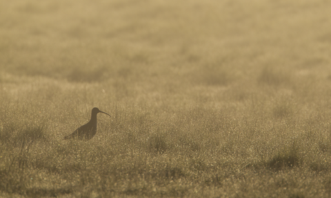 The silhouette of a curlew standing on a misty moor, amongst grass covered in dew drops