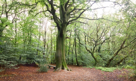 Image shows a large Beech tree with orange leaves at the base and bright green leaves on the branches