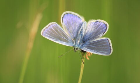 A common blue butterfly perched on a grass head, with its blue wings spread open