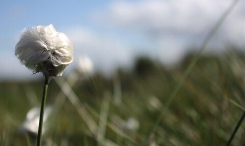 Single hare's-tale cotton grass stalk with white seed head
