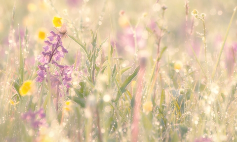 Orchids in early morning dew in a wild flower meadow