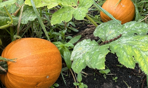 Pumpkins at the Hive
