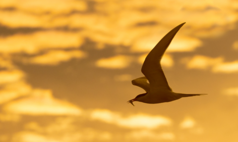 A common tern flies with a fish in its mouth