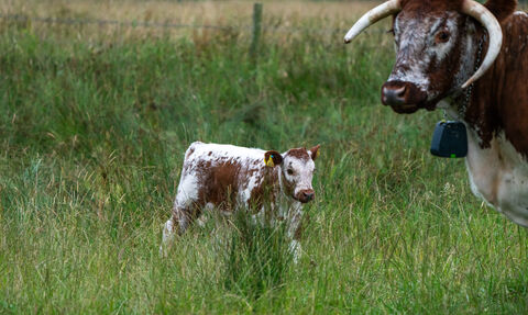 Yara - conservation cattle 