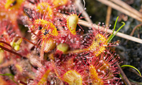 A round-leaved sundew with three captured flies.