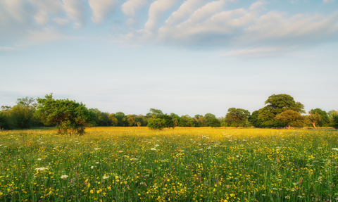 Eades Meadow; a Worcestershire Wildlife Trust reserve