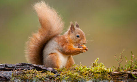 close up of a red squirrel eating a nut on a log