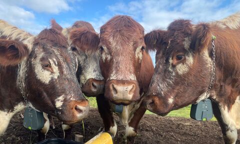A group of our conservation grazing cattle