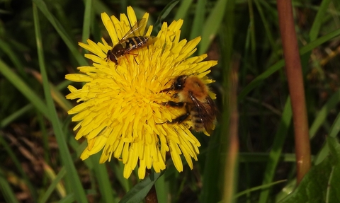 Pollinators on a dandelion by Dave Steel