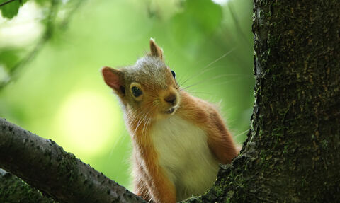 Red Squirrel taken at Freshfield Dune Heath - Oct 25 photo competition 