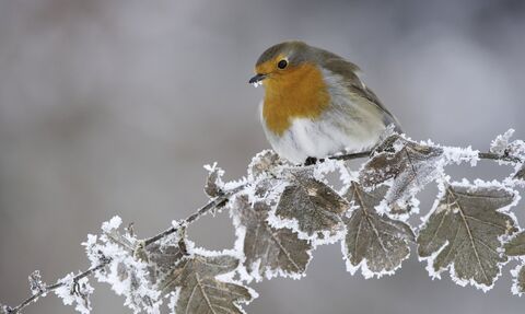 A robin huddles against a branch covered in frosty leaves.