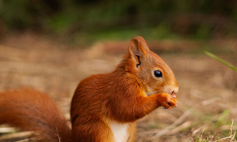 Houdini nibbling a nut in the soft release pen
