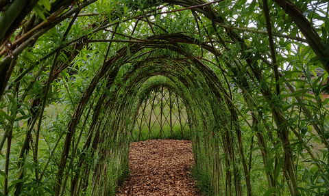 Willow Dome & Tunnel 