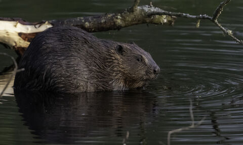A brown beaver in the water