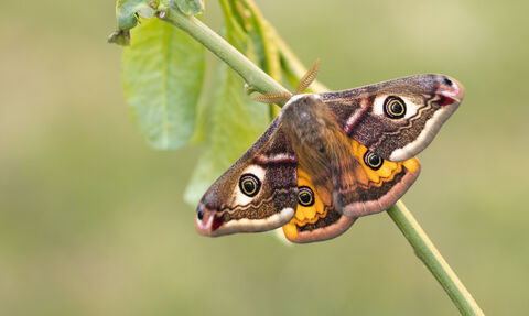 A male emperor moth resting on a branch. It's a large moth with bright orange hindwings. Each of its four wings has a large eyespot and it has feathery antennae