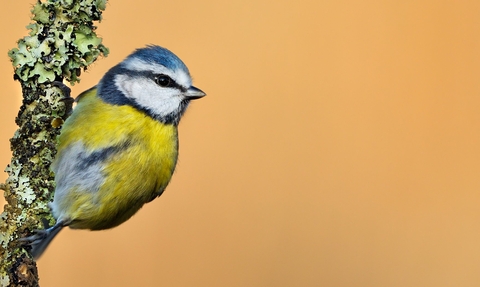 A blue tit perched on a lichen-covered twig