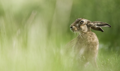 European hare (Lepus europaeus) feeding in a field, Berkshire, summer. 