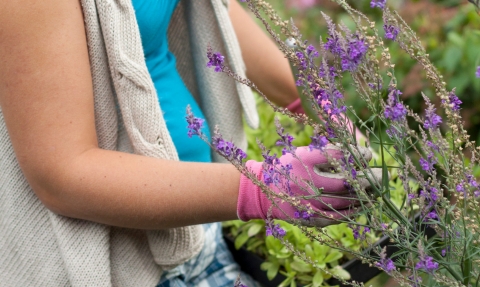 A woman planting insect-friendly plants in her garden