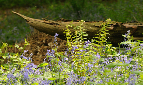 Image shows bluebells and a fern next to some deadwood