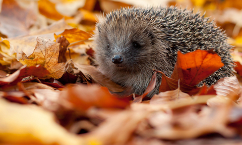 Hedgehog in autumn leaves (captive, rescue animal)