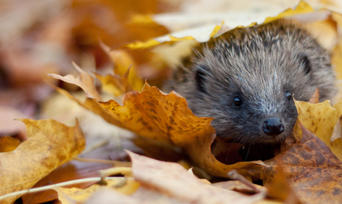 Hedgehog in autumn leaves (captive, rescue animal)