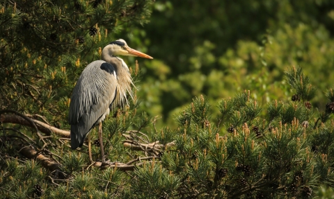 A grey heron standing in a conifer tree