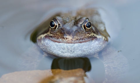 A common frog that looks like it's smiling, resting in a pond
