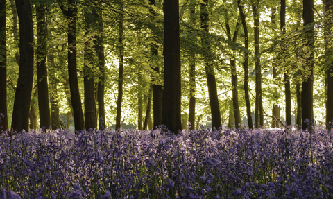 A sea of bluebells in front of native broad-leaved trees in a sun-dappled woodland
