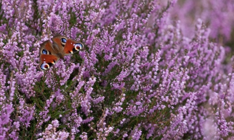A peacock butterfly resting on heather flowers
