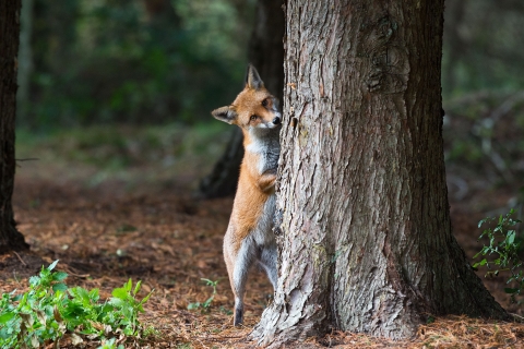 Communal living and screams in the night: The secret lives of foxes | The Wildlife Trust for Lancashire, Manchester and North Merseyside Communal living and screams in the night: The secret lives of foxes | The Wildlife Trust for Lancashire, Manchester and North Merseyside