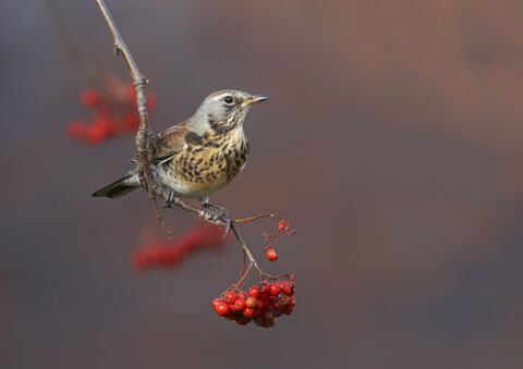 Autumn bird migration: Who's in and who's out? | The Wildlife Trust for ...