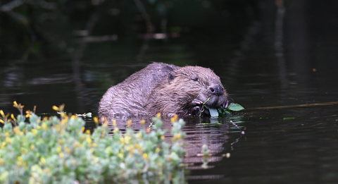 Historic day for beavers in England | The Wildlife Trust for Lancashire,  Manchester and North Merseyside