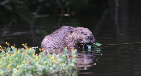 Historic day for beavers in England | The Wildlife Trust for Lancashire, Manchester and North Merseyside Historic day for beavers in England | The Wildlife Trust for Lancashire, Manchester and North Merseyside