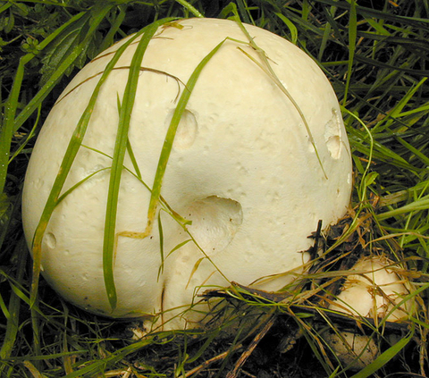 Giant puffball | The Wildlife Trust for Lancashire Manchester and North ...