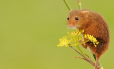 Harvest mouse Amy Lewis