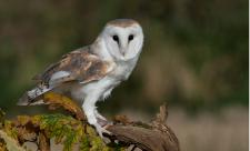 Barn owl by Peter Smith