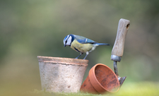 Blue tit by Joshua Copping