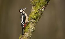 Great spotted woodpecker perched on a moss-covered tree branch