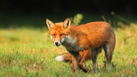 Red fox