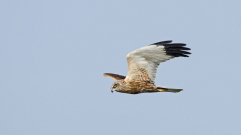 Male marsh harrier