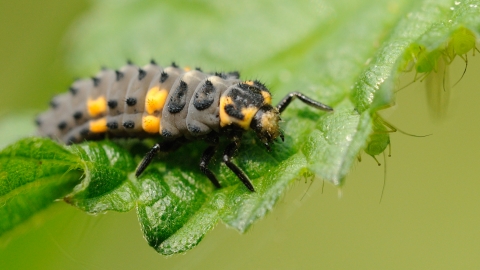 7-spot Ladybird larva