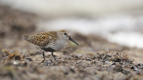 Dunlin